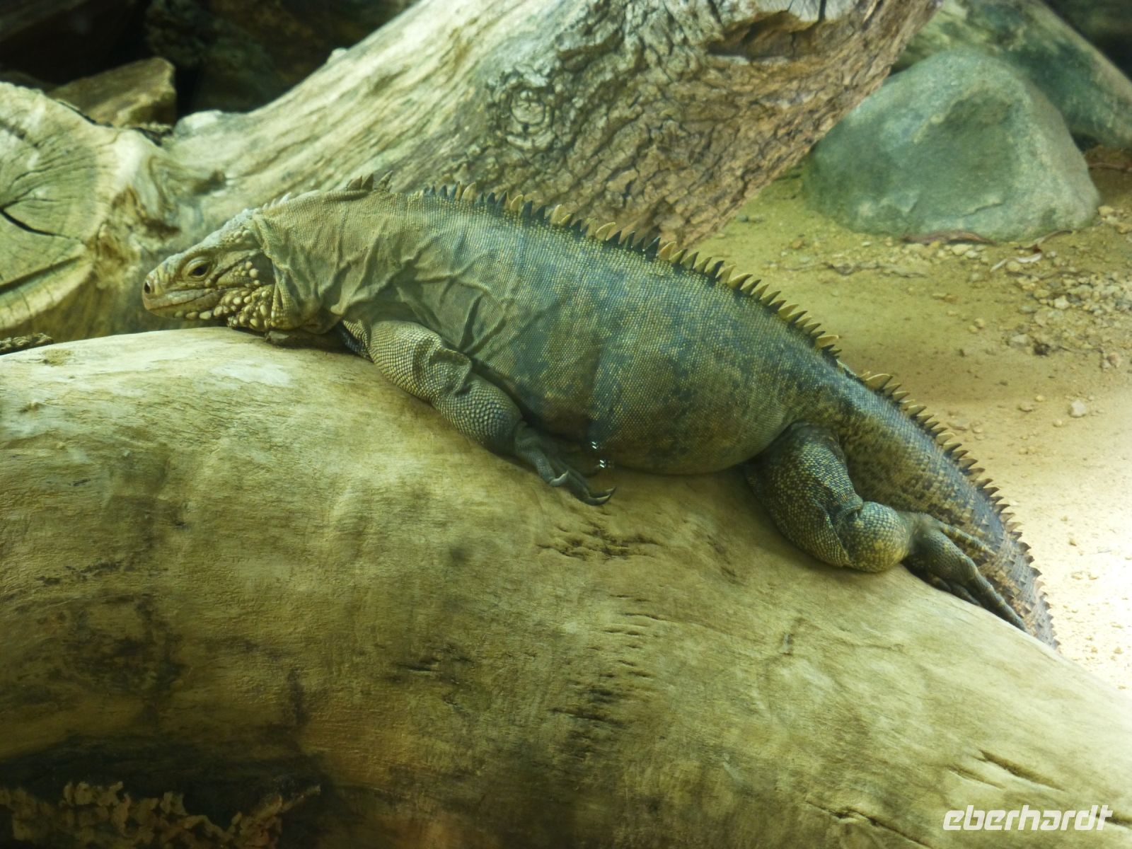 Auch die Echse gibt sich der vollkommenen Entspannung hin. 