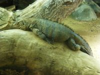 Auch die Echse gibt sich der vollkommenen Entspannung hin. 