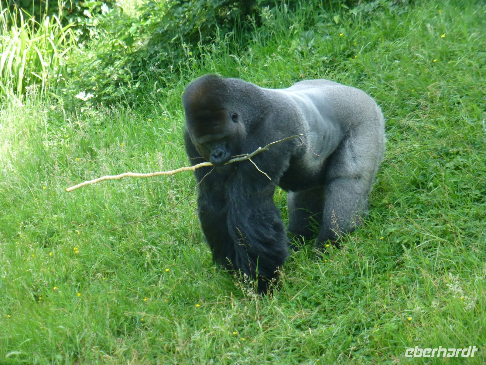 Der Chef der Silberrückengorillas macht Eindruck … 