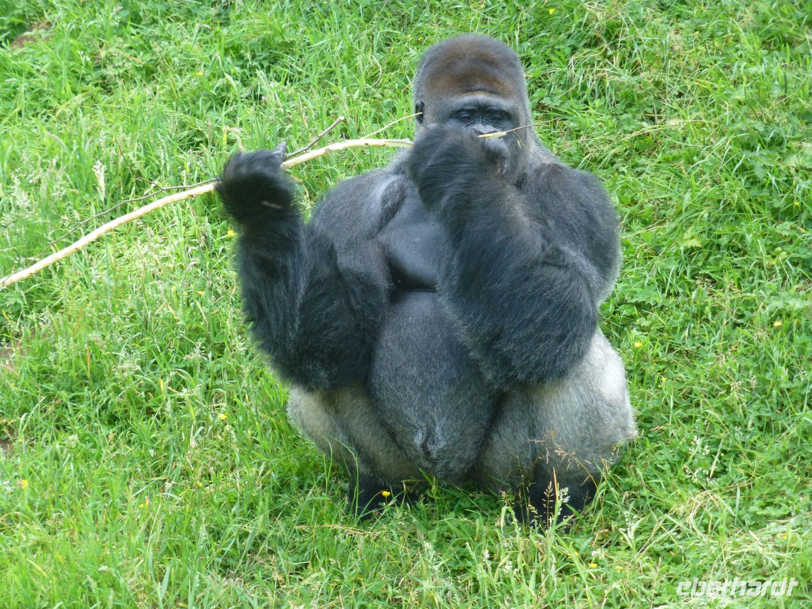 … und knappert genüsslich die Rinde ab.