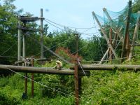 Die Nachbarn, die Gibbons, haben ein großartiges Kletterparadies.