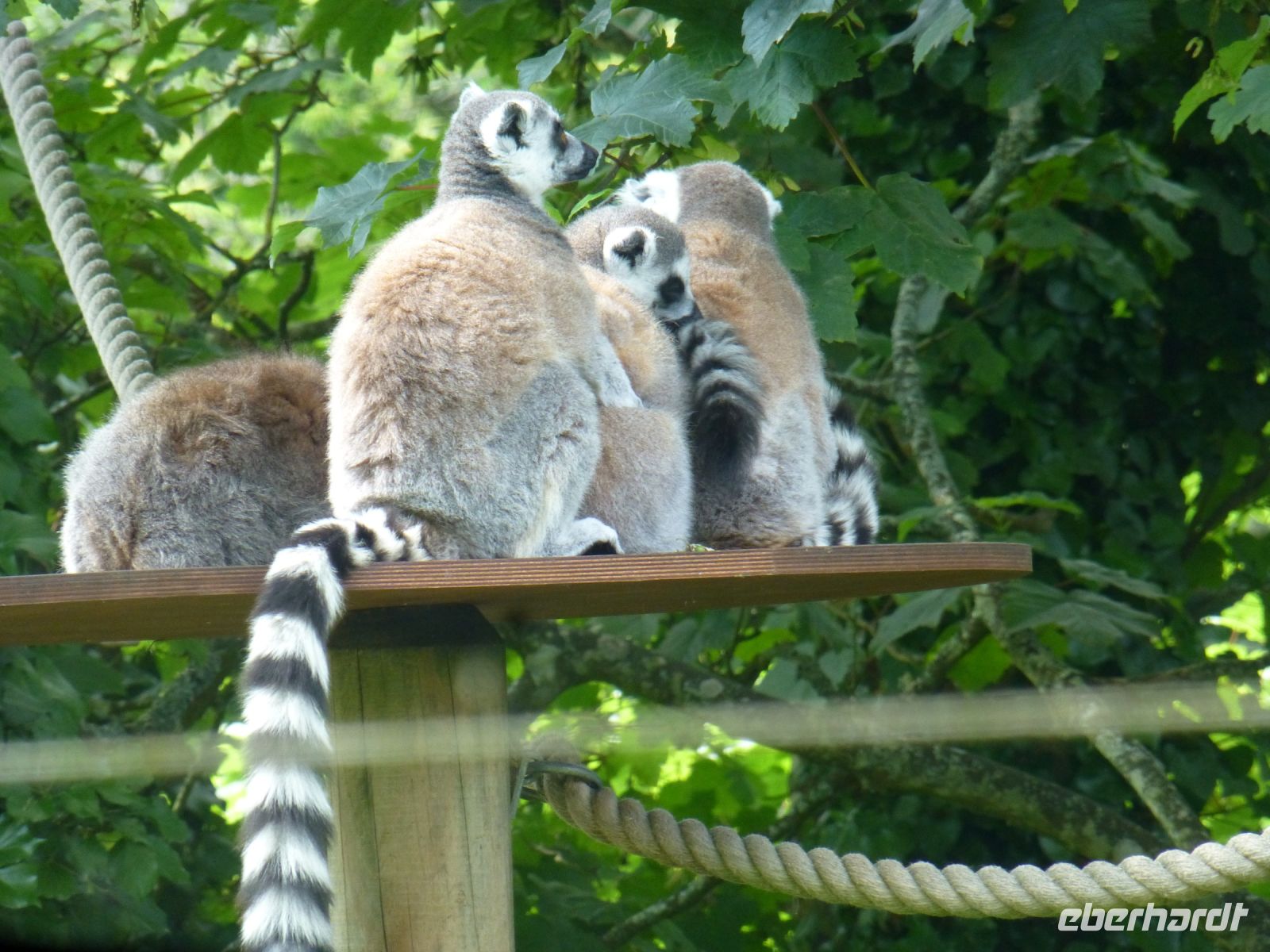 Die Lemuren sortieren sich ein bisschen, bevor es ins Gelände geht. 