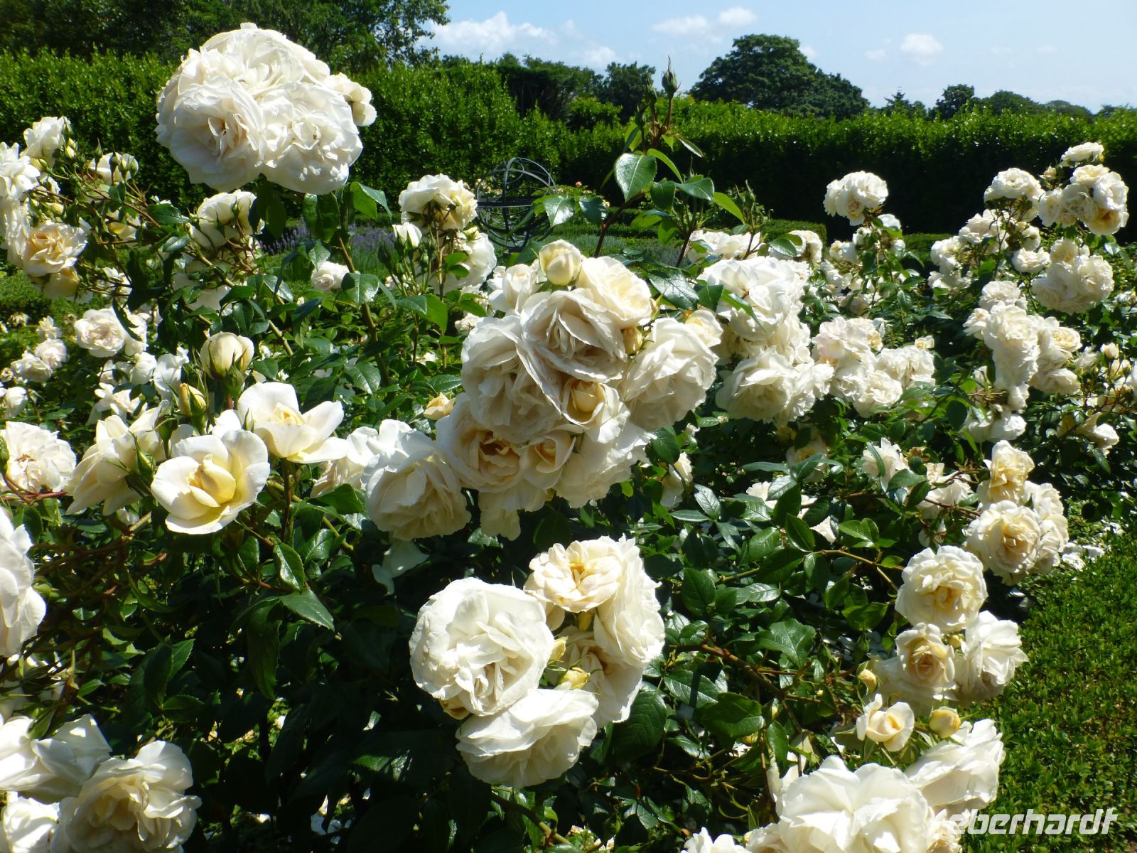 Und können vor lauter Blühfreude ihre großen Blütenköpfe auf den Stengeln kaum mehr halten. 