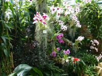 Orchideen scheinen eine eigene Persönlichkeit zu haben.