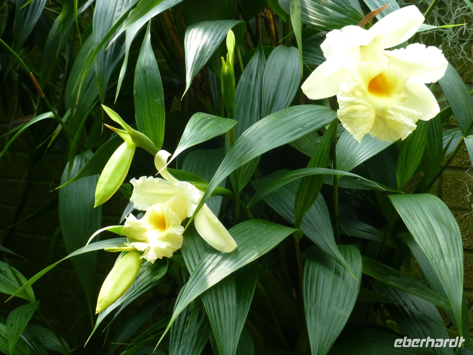 Wer ist die Schönste im ganzen Land?