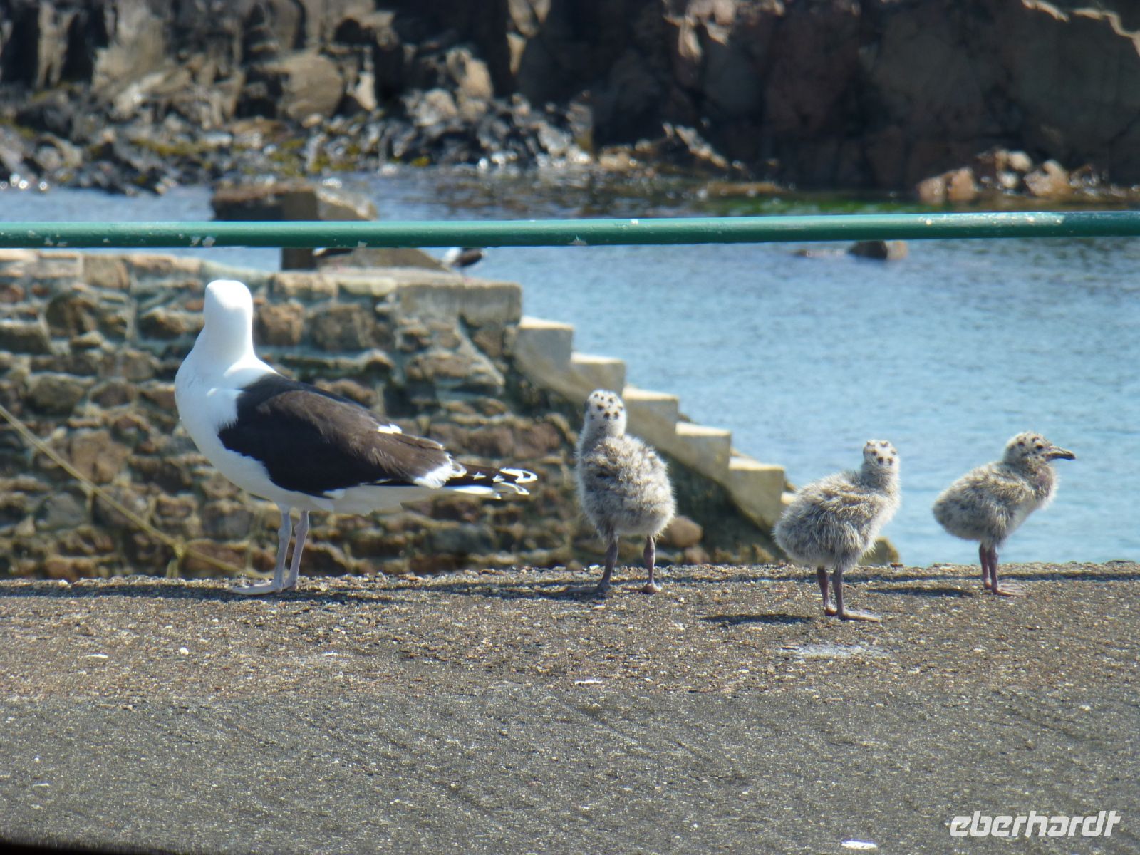 Kein Wunder, dass die Möwen die Essensreste von den Tischen klauben, die Brut muss gefüttert werden.