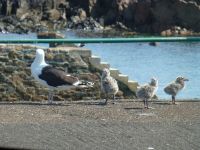 Kein Wunder, dass die Möwen die Essensreste von den Tischen klauben, die Brut muss gefüttert werden.