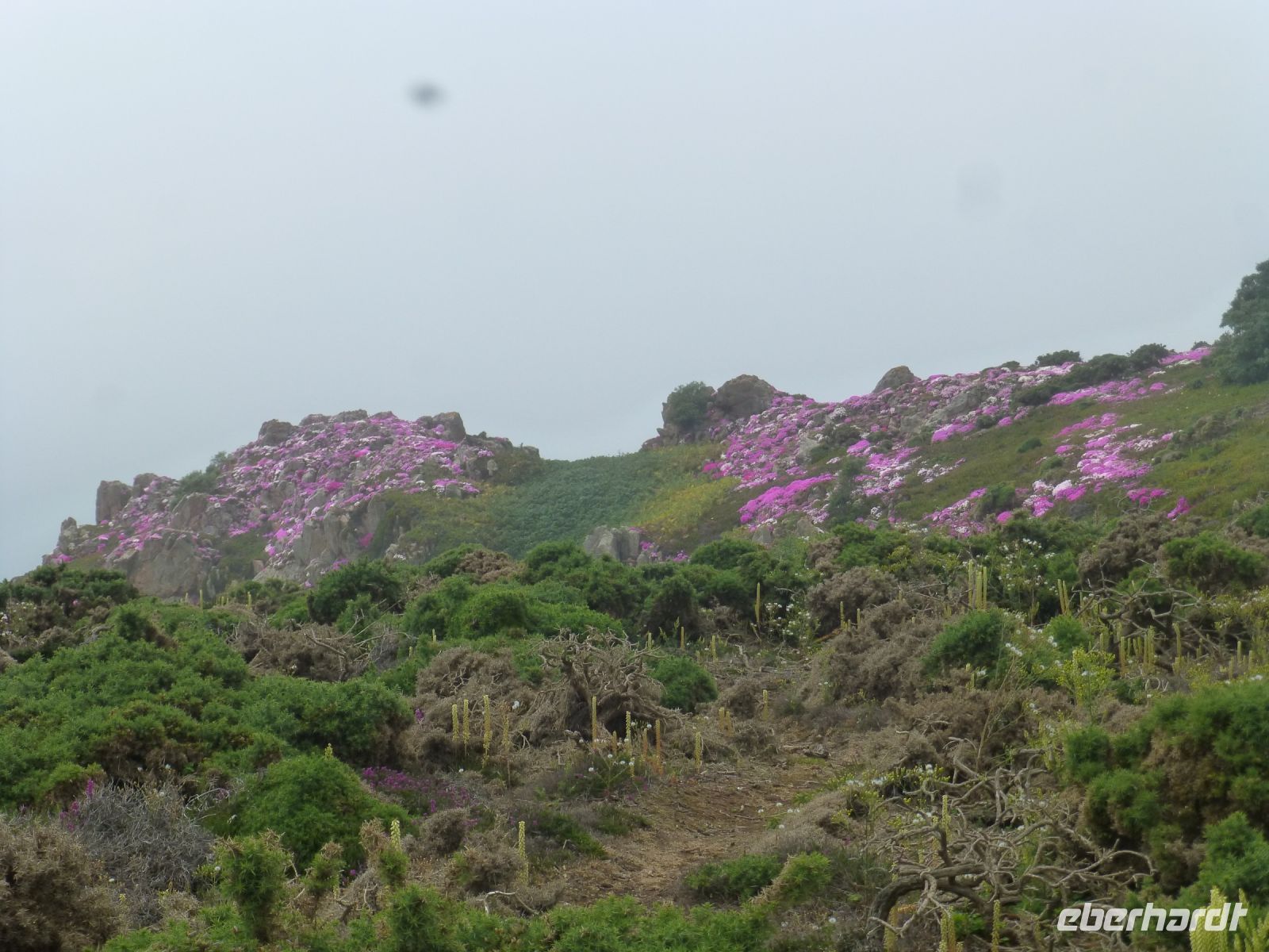 Die Eisblumen am Küstenweg nach Corbière leuchten um die Wette.