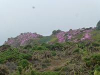 Die Eisblumen am Küstenweg nach Corbière leuchten um die Wette.