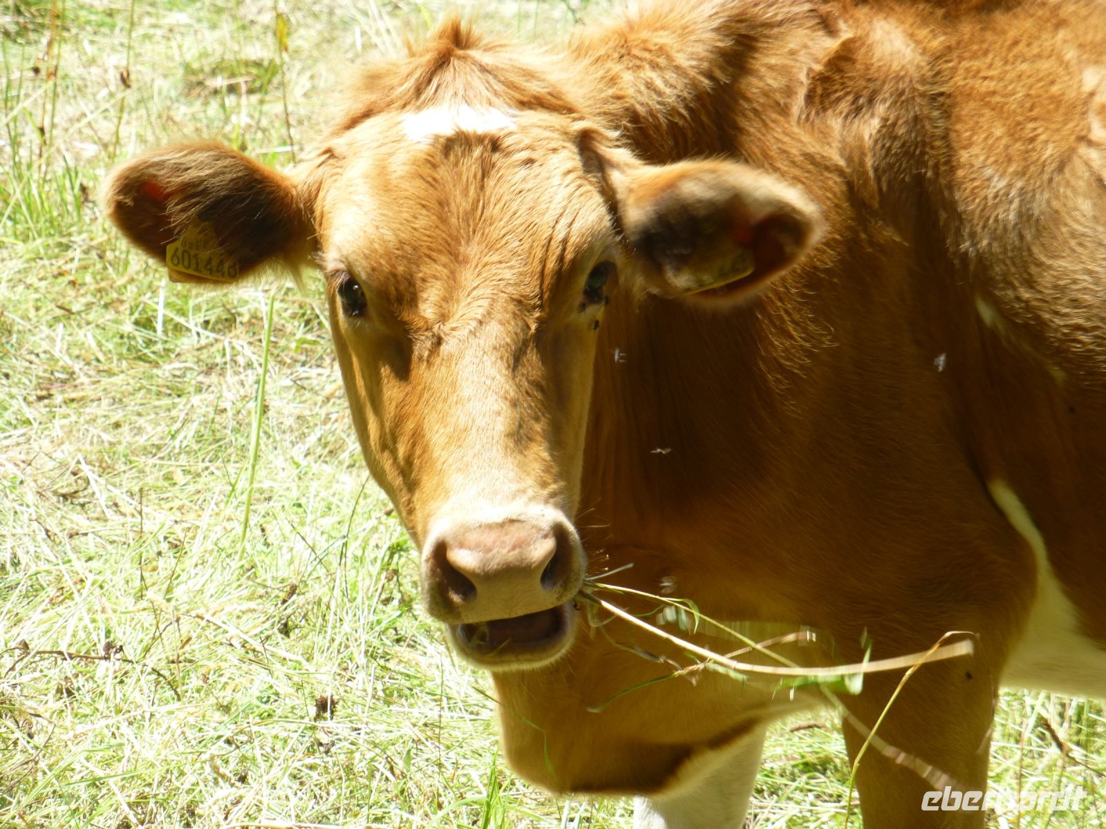 Ein freundlich guckende Guernseykuh. Sie ist heller als jene auf Jersey. 
