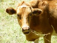 Ein freundlich guckende Guernseykuh. Sie ist heller als jene auf Jersey. 