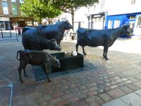 Die Jerseykühe gelten als eine der ältesten Rinderrassen der Welt. Geschätzt wegen ihrer Milchleistung, ihrer Robustheit und Sanftmütigkeit.