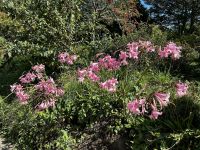 Blütenpracht auf Sark