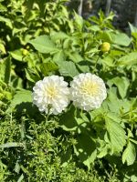 Seigneurie Garden auf Sark