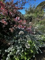 Seigneurie Garden auf Sark