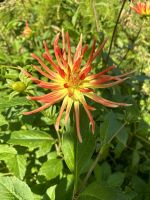 Seigneurie Garden auf Sark