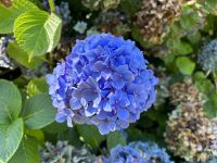 Seigneurie Garden auf Sark