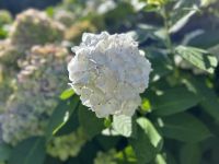 Seigneurie Garden auf Sark