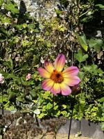 Seigneurie Garden auf Sark