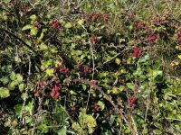 Brombeerbüsche auf dem Küstenpfad auf Sark