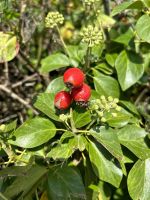 Küstenspaziergang auf Guernsey