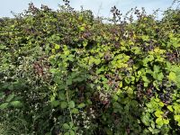 Brombeersträucher entlang der Küstenwanderung