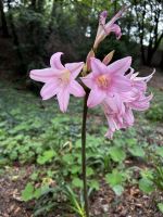 Lilien entlang der alten Bahnstrecke