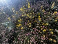 Heidekraut gemischt mit Stechginster