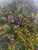 Heidekraut mit Gingster