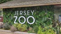 Fakultativer Ausflug zum Jersey Zoo