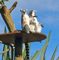 Lustige Katta Lemuren im Jersey Zoo