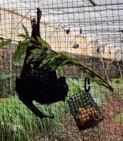 Fütterung der Fledermäuse im Jersey Zoo