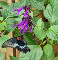 Schmetterlingshaus im Jersey Zoo