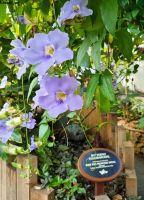 Schmetterlingshaus im Jersey Zoo