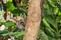 Schmetterlingshaus im Jersey Zoo