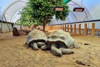 Riesenschildkröten im Jersey Zoo