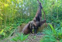 Orang Utan Skulptur im Jersey Zoo