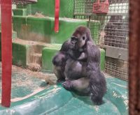 Gorilla Silberrücken im Jersey Zoo
