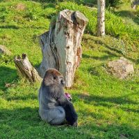 Gorilla Silberrücken im Jersey Zoo - nun auf der Außenanlage