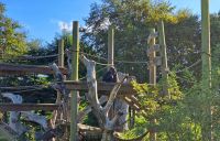 Gorilla Außengehege im Jersey Zoo