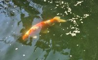Im Privatgarten von Mr. Miles - Koi Karpfen