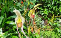 Orchideen-Ausstellung Eric Young Orchid Foundation auf Jersey