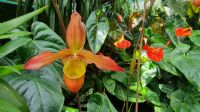 Orchideen-Ausstellung Eric Young Orchid Foundation auf Jersey