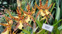 Orchideen-Ausstellung Eric Young Orchid Foundation auf Jersey