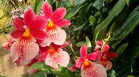 Orchideen-Ausstellung Eric Young Orchid Foundation auf Jersey