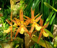 In der Eric Young Orchid Foundation - eine der umfangreichsten Orchideen Sammlungen der Welt.