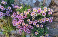 079 Steingarten bei Greve de Lecq