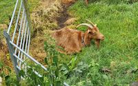 127 Golden Goat auf Guernsey