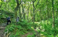 200 Wanderung durch den Wald der Egypt Woods auf Jersey