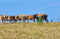 211 Jersey Kühe bei Rozel